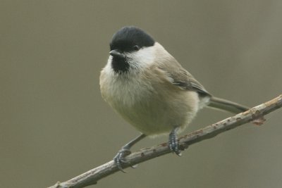 Poecile palustris