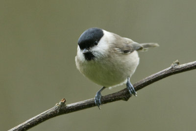 Poecile palustris