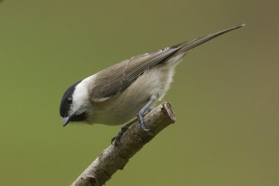 Poecile palustris