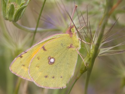 Colias croceus