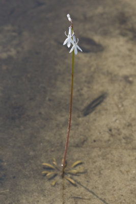 Lobelia dortmanna