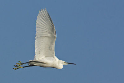 Egretta garzetta