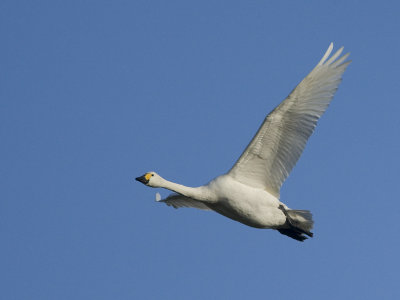 Cygnus bewickii