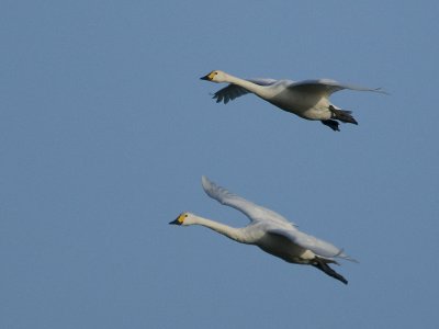 Cygnus bewickii