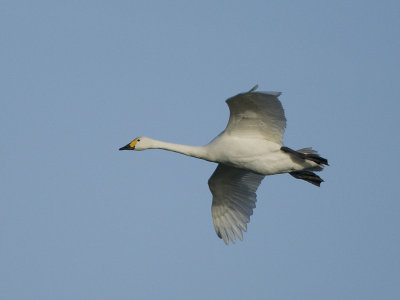 Cygnus bewickii