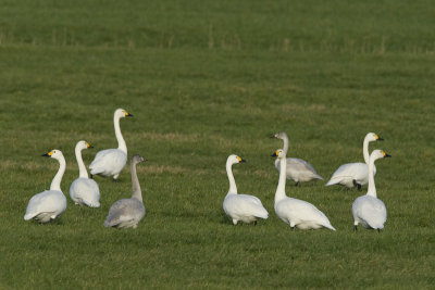 Cygnus bewickii