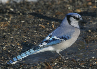Blue jay.jpg
