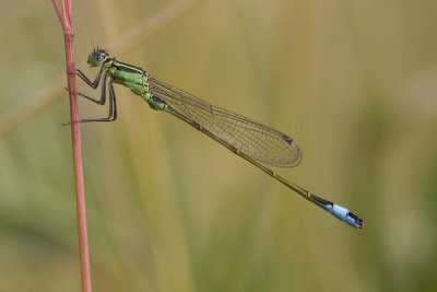 Ischnura elegans