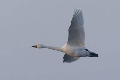 Cygnus bewickii