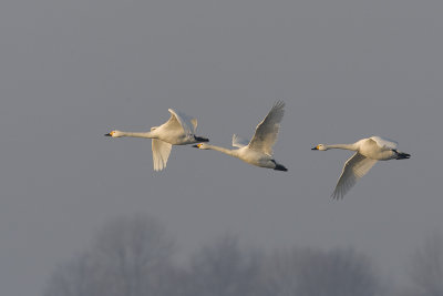 Cygnus bewickii