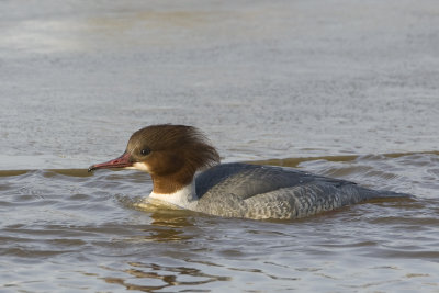 Mergus merganser