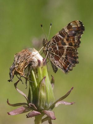 Araschnia levana
