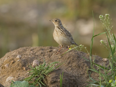 Alauda arvensis