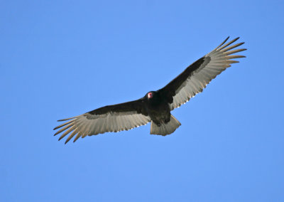 IMG_4008.jpg
