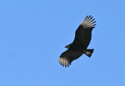 IMG_4058.jpg