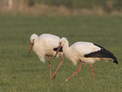 Ciconia ciconia