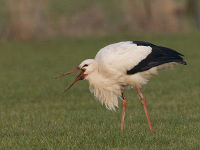 Ciconia ciconia