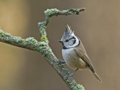 Parus cristatus