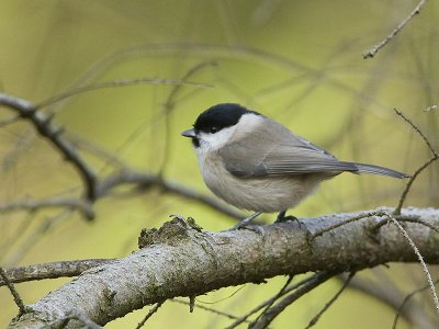 Poecile montanus