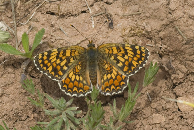 Melitaea deione