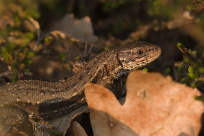 Zootoca (Lacerta) vivipara