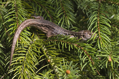 Lacerta agilis