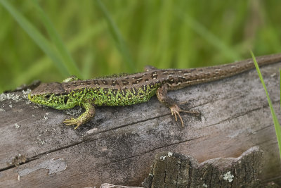 Lacerta agilis