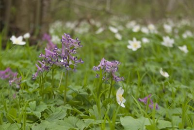 Corydalis solida