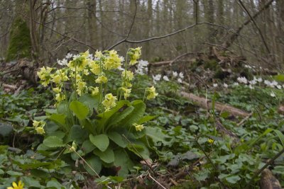 Primula elatior