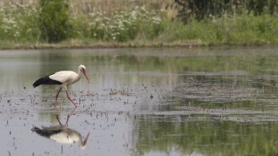 Cicinia ciconia