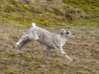 Rangifer tarandus platyrhynchus