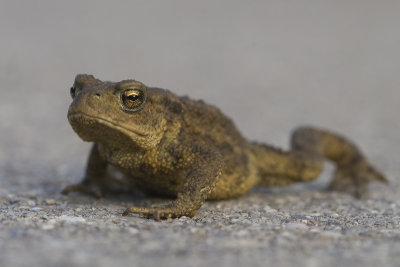 Bufo bufo
