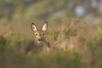 Capreolus capreolus