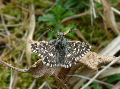 Pyrgus malvae
