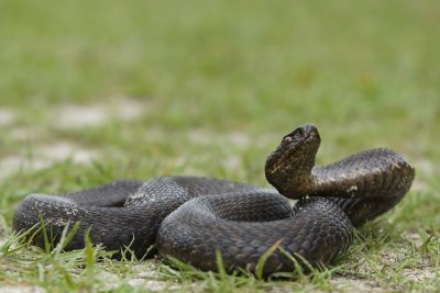 Vipera berus