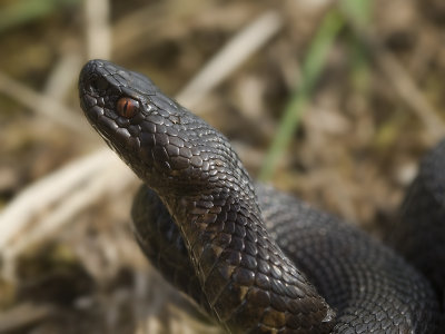 Vipera berus