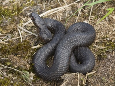 Vipera berus