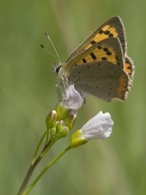 lycaena_phlaeas