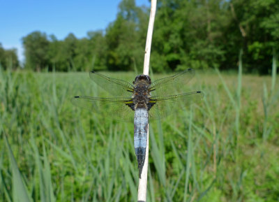Libellula fulva