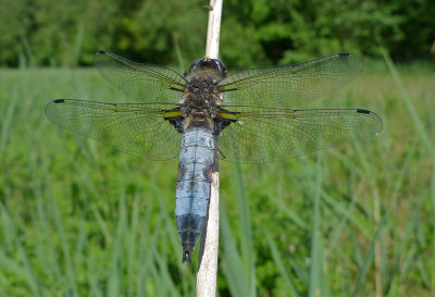 Libellula fulva