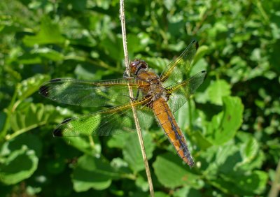 Libellula fulva