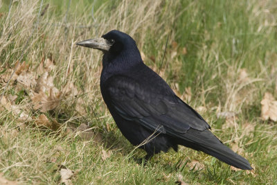 Corvus frugilegus