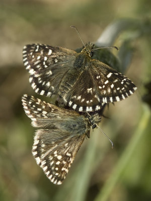 Pyrgus malvae