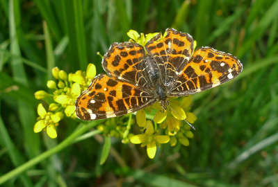 Araschnia levana