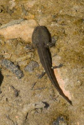 salamandra_salamandra