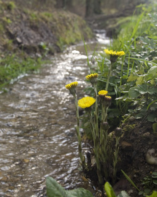 Tussilago farfara