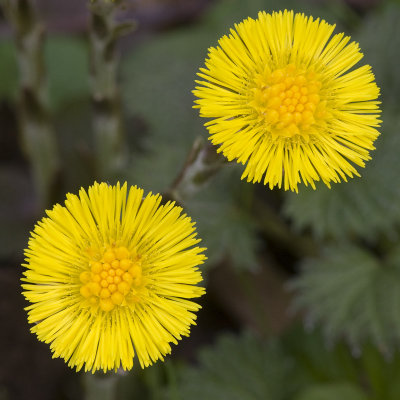 Tussilago farfara