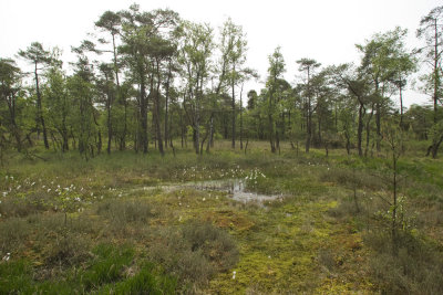 habitat Somatochlora arctica