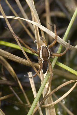 Dolomedes fimbriatus