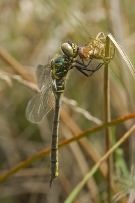 Somatochlora arctica